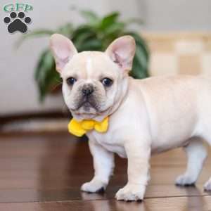 Toby, French Bulldog Puppy